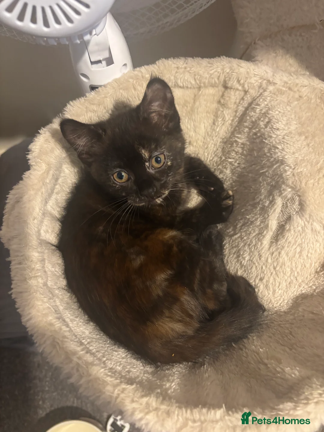 Mixed Breed cats for sale: 3 Beautiful Kittens  - Advert 5