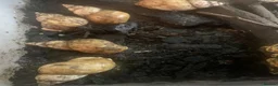 Snails invertebrates for sale: Jade albino giant African land snails  - Advert 6