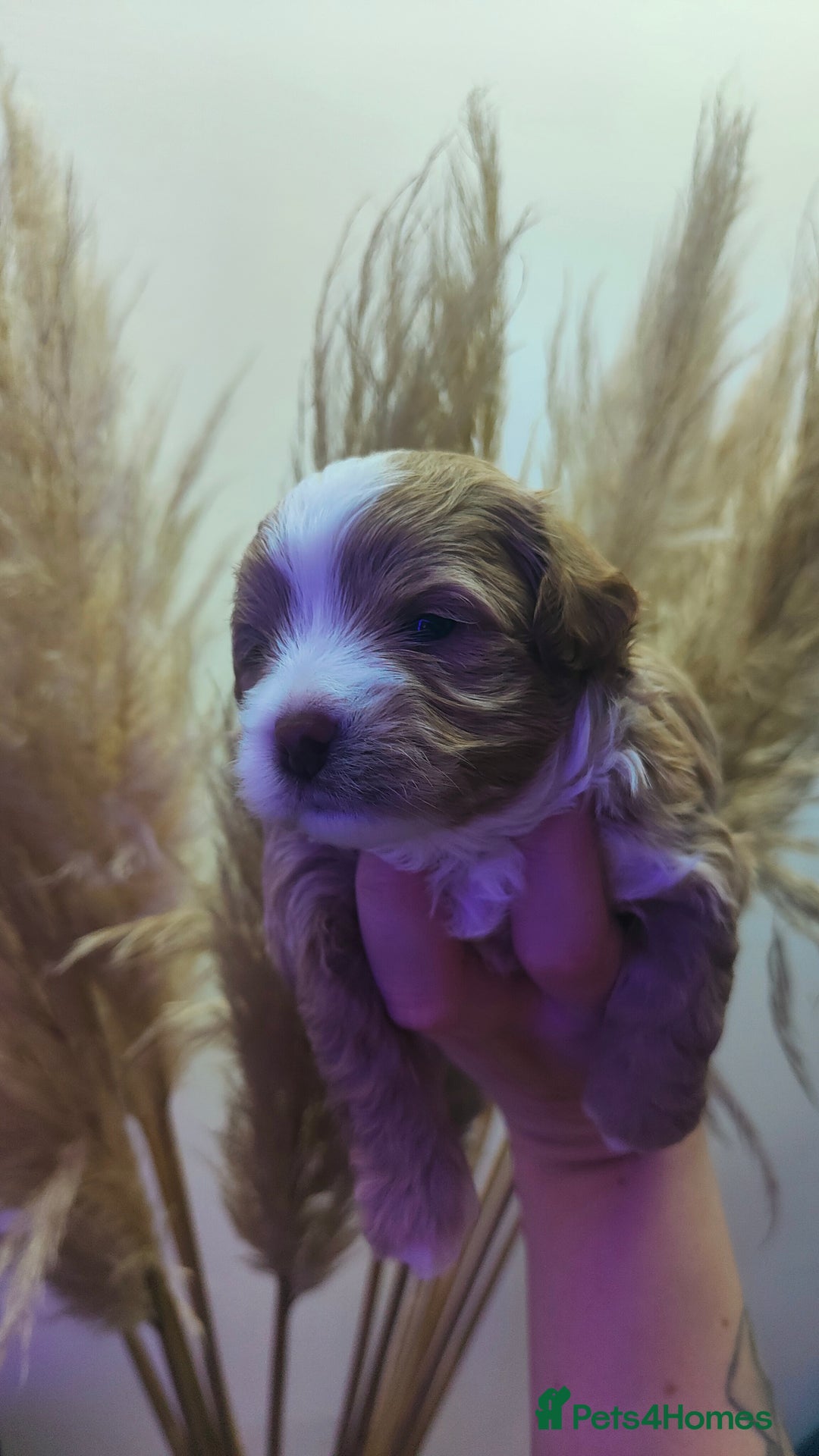 Maltipoo dogs for sale: F1 Tiny Maltipoo Puppies  - Advert 27