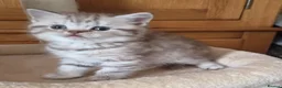 British Shorthair cats for sale: Gorgeous British Shorthair kittens  - Advert 10