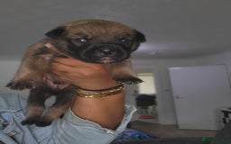 Mixed Breed dogs for sale: Beautiful Ridgeback Staffy x Rottweiler Puppies - Image 2