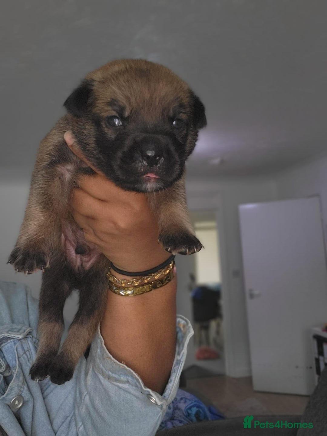 Mixed Breed dogs for sale: Beautiful Ridgeback Staffy x Rottweiler Puppies - Image 2