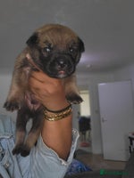 Mixed Breed dogs - Advert 3