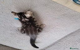 British Shorthair cats for sale: Ready to collect British Shorthair Silver Tabby in Rochester - Image 6