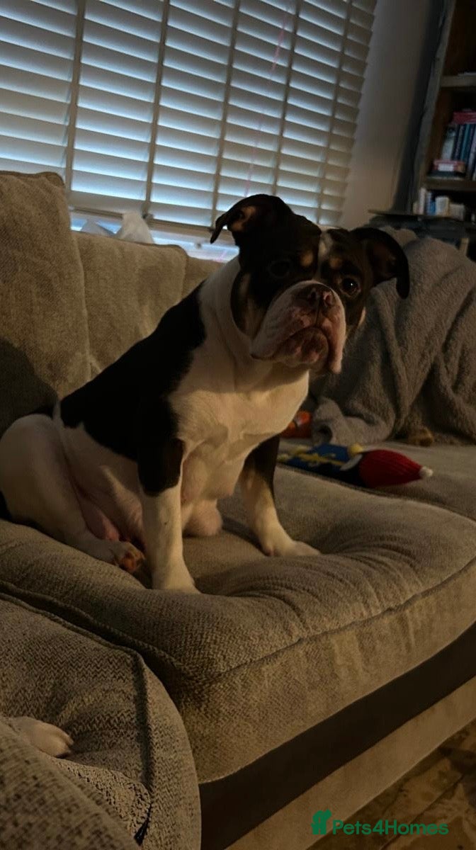 English Bulldog dogs Old Tyme English bulldogs in Enfield - Advert 1