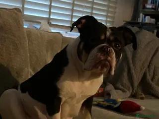 English Bulldog dogs Old Tyme English bulldogs in Enfield - Advert 1