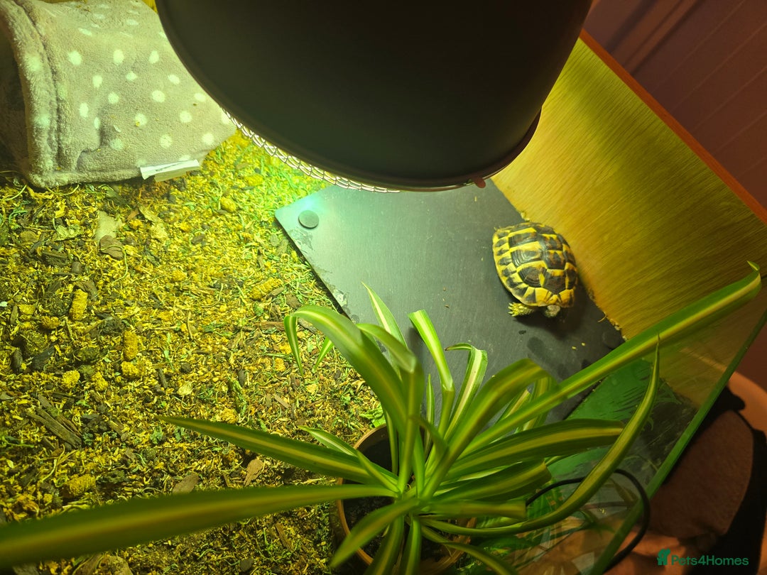 Hermann Tortoise reptiles for sale: Western Hermann tortoise for sale with full set up - Advert 4