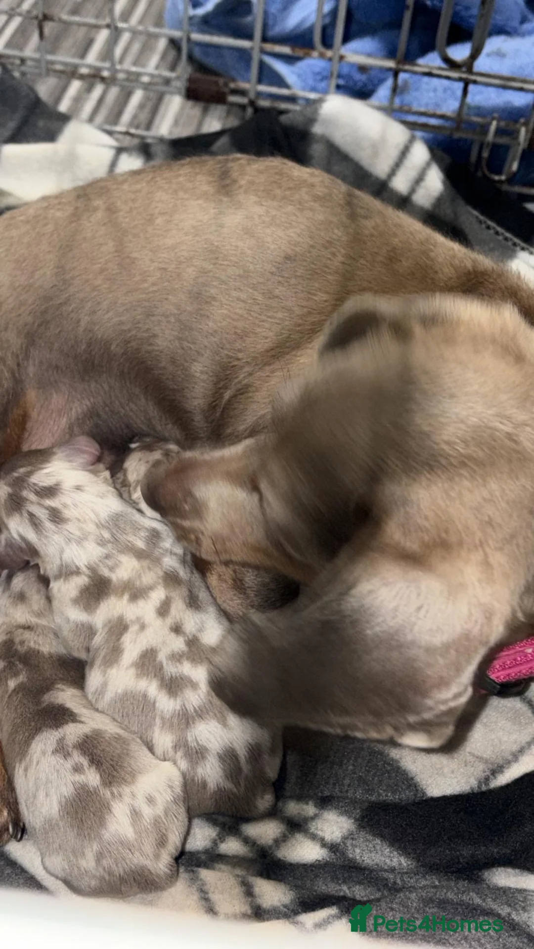 Miniature Dachshund dogs for sale: Miniature dachshund puppies  - Advert 6
