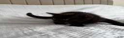 Mixed Breed cats for sale: 3 Beautiful Black Fluffy Persian-Mix Girl Kittens - Advert 5