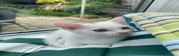 Mixed Breed cats for sale: 3 gorgeous white kittens 12 weeks old - Advert 32