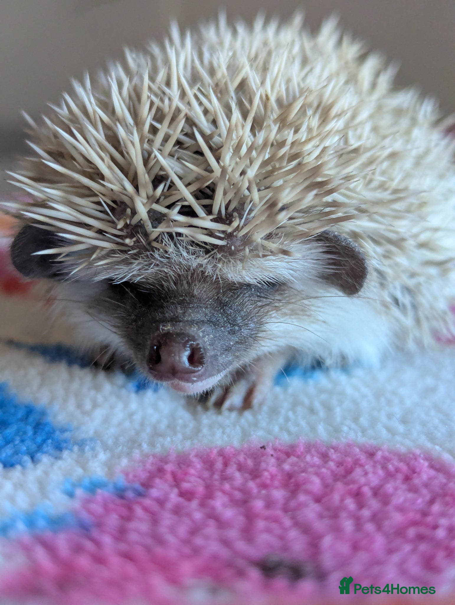 Pygmy Hedgehog rodents Gorgeous Hoglets Ready to Reserve Now - Advert 1