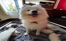 Samoyed dogs for sale: Stunning KC Registered Samoyed Puppies  - Image 3
