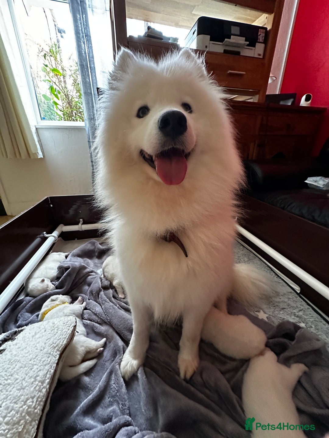 Samoyed dogs for sale: Stunning KC Registered Samoyed Puppies  - Image 3