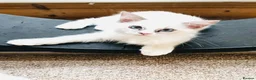 Ragdoll cats for sale: GCCF Ragdolls  - Advert 2