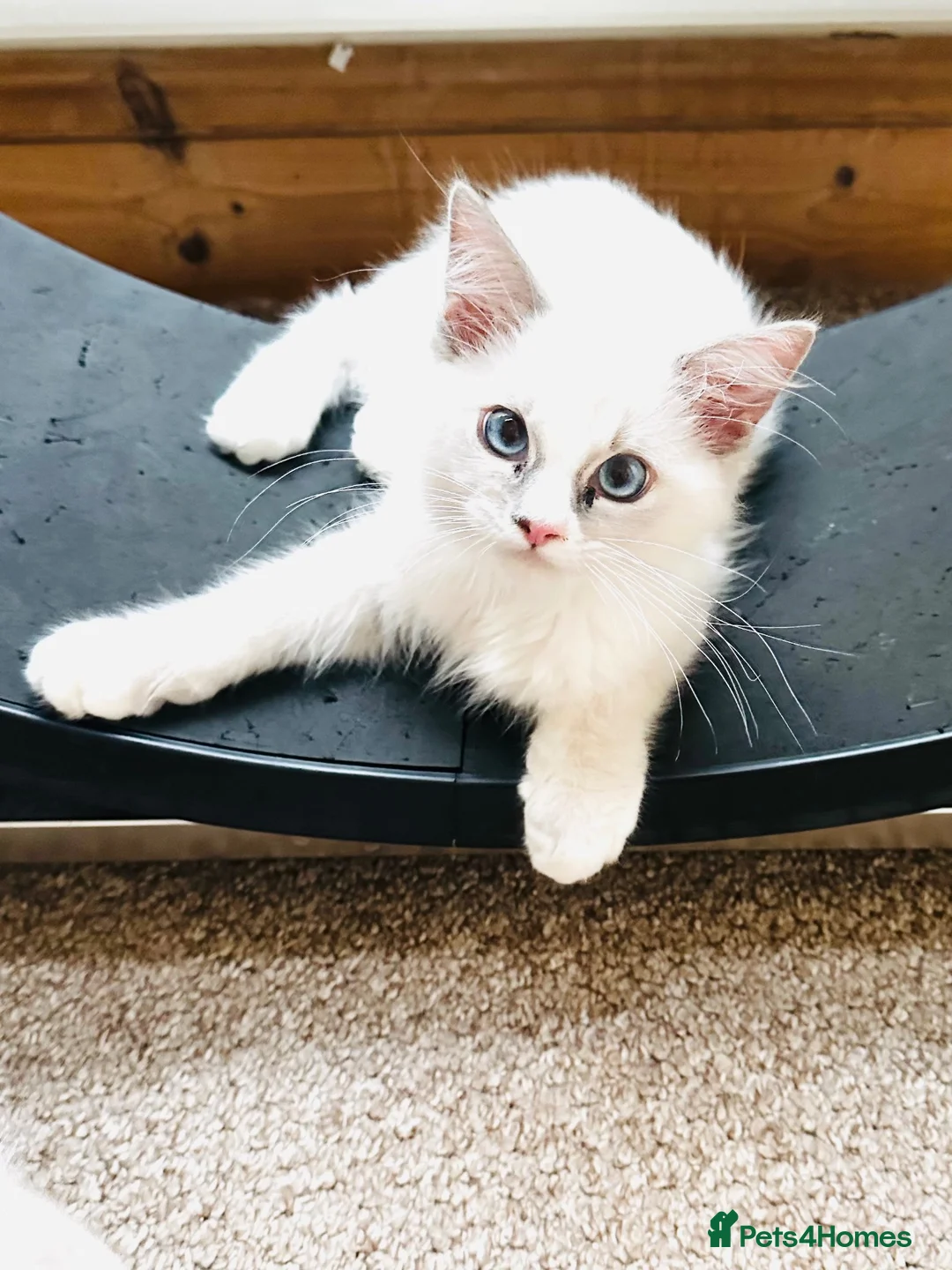 Ragdoll cats for sale: GCCF Ragdolls  - Advert 2