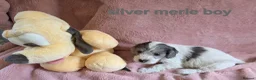 Cockapoo dogs for sale: Rare coloured f1 cockapoo pups - Advert 6