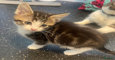 Mixed Breed cats - Advert 4