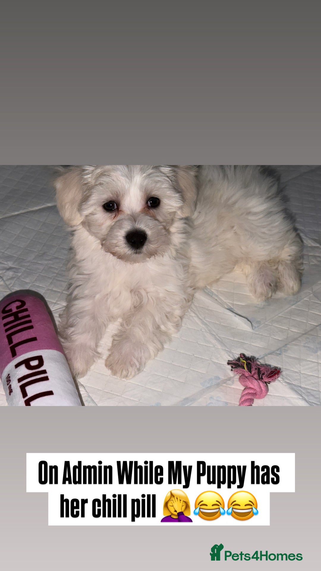 Maltese dogs for sale: Beautiful Maltese girl  - Advert 15