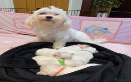 Maltese dogs for sale: Gorgeous pure white Maltese puppies! - Image 3