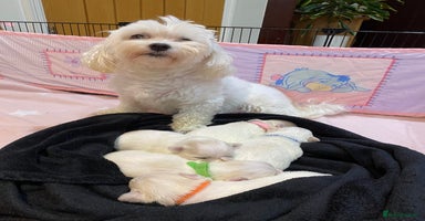 Maltese dogs - Advert 9