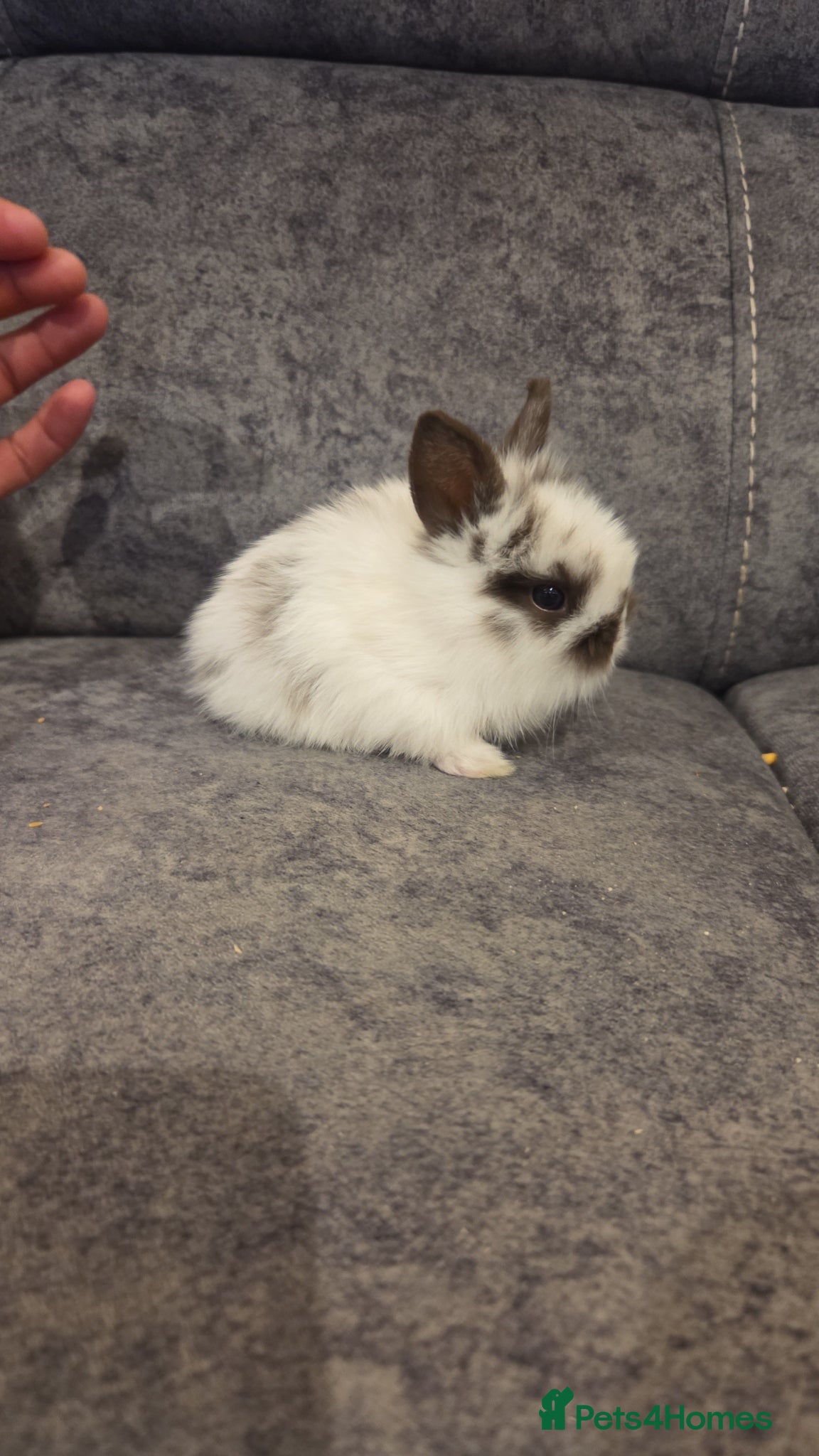 Mini Lion Lop rabbits Lionlops - Advert 6