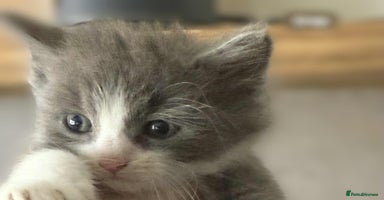 Mixed Breed cats - Advert 14