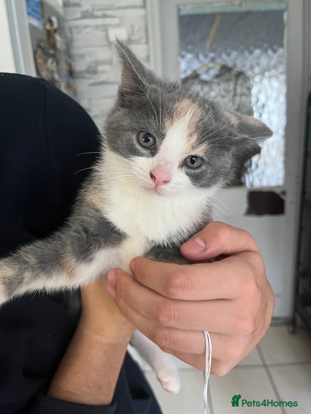 Mixed Breed cats for sale: Kitten  - Advert 2