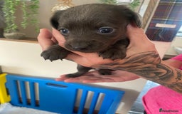 Mixed Breed dogs for sale: REDUCED only 2 left Tiny chiweenie puppy’s  - Image 32