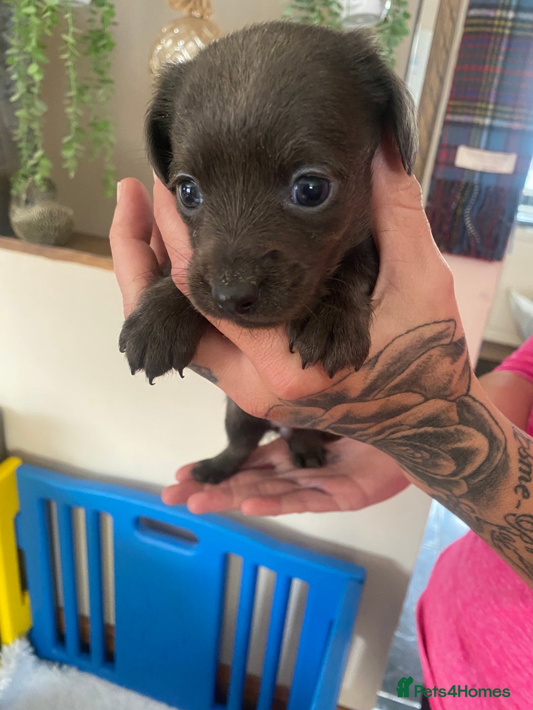 Mixed Breed dogs for sale: REDUCED only 2 left Tiny chiweenie puppy’s  - Image 32