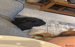 Labrador Retriever dogs for sale: Kc Registered Lab puppies (health tested parents) in Malton - Image 1