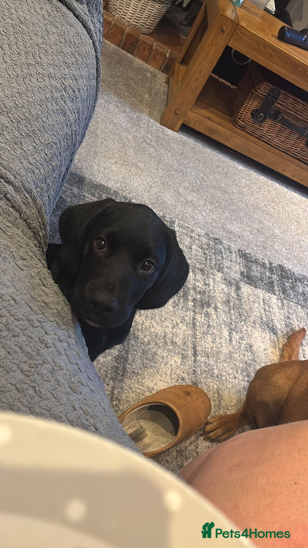 Labrador Retriever dogs for sale: Kc Registered Lab puppies (health tested parents) in Malton - Image 1
