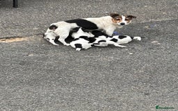 Jack Russell dogs for sale: Jack Russell puppies  - Image 8