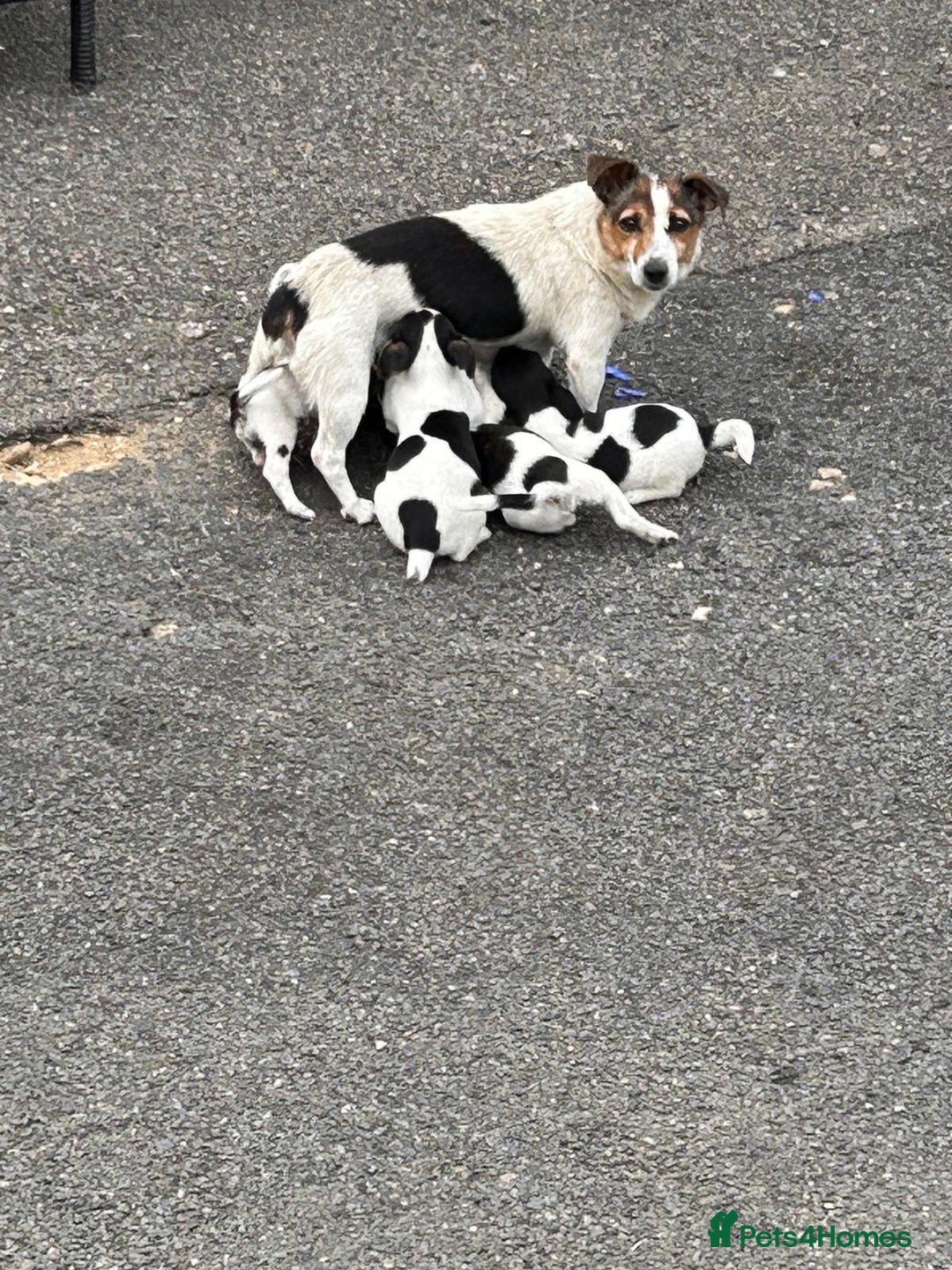 Jack Russell dogs for sale: Jack Russell puppies  - Image 8