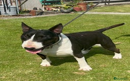 English Bull Terrier dogs for sale: Champion line puppy’s  - Image 3