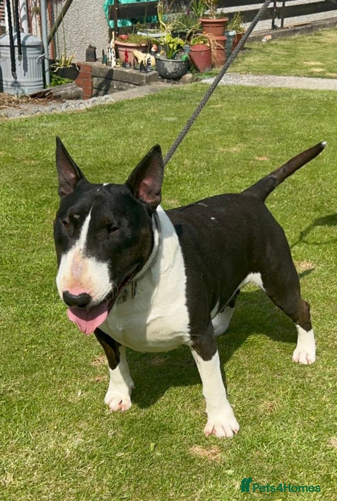 English Bull Terrier dogs for sale: Champion line puppy’s  - Image 3
