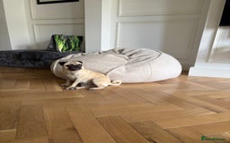 Pug dogs for sale: 2 year old pug for sale  - Image 2
