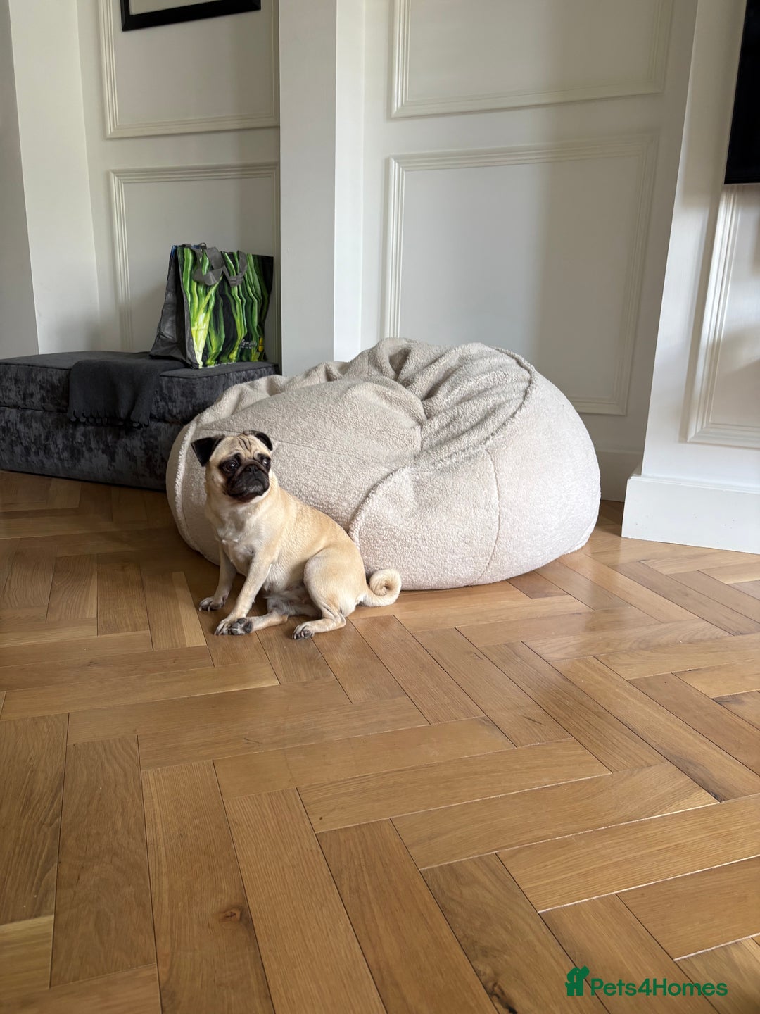 Pug dogs for sale: 2 year old pug for sale  - Image 2