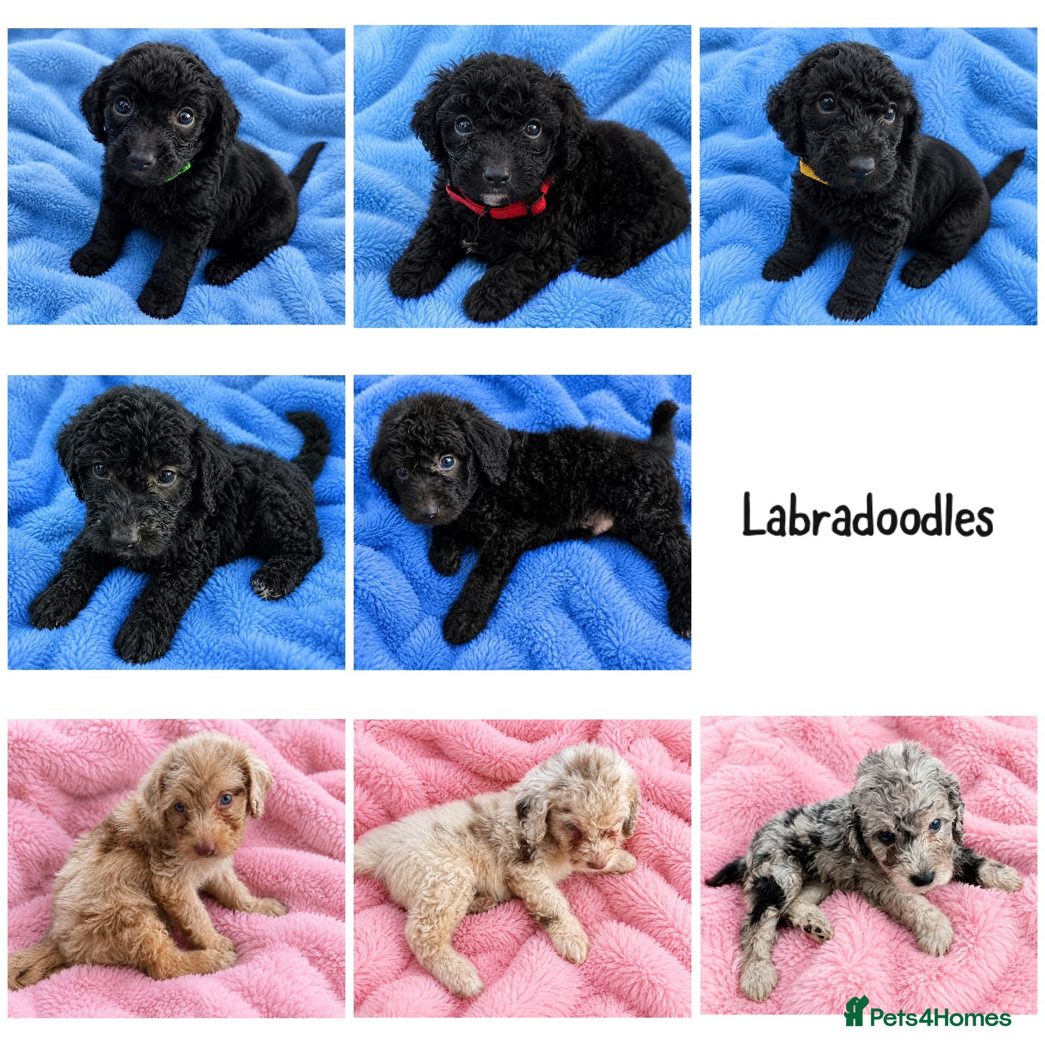 Labradoodle dogs Beautiful labradoodle puppies 🐶 - Advert 10