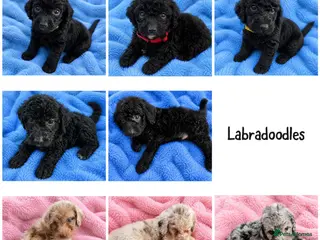 Labradoodle dogs Beautiful labradoodle puppies 🐶 - Advert 2