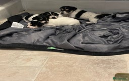 Jack Russell dogs for sale: Jack russell puppies  - Image 16