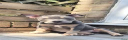 American Bully dogs for sale: American Bully Puppies - Advert 7