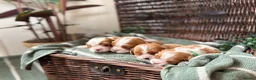 Cavalier King Charles Spaniel dogs for sale: CLEAR HEALTH TESTED cavalier King Charles pups - Advert 6