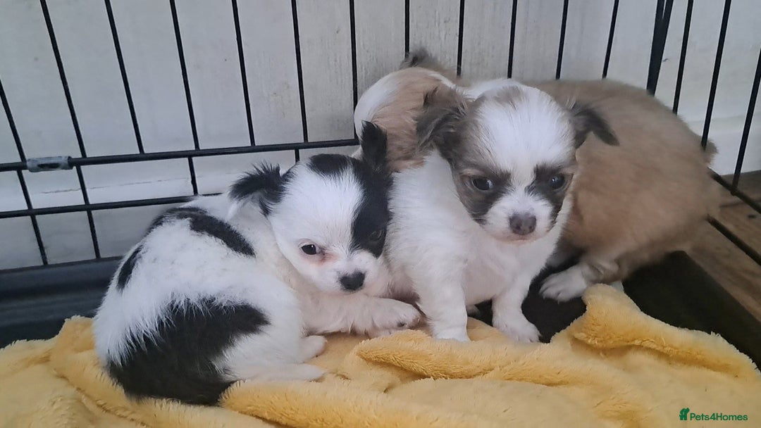 Chihuahua dogs for sale: Long Coat Chihuahua puppies - Image 4