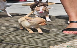 Chihuahua dogs for sale: 2 pure breed male chihuahua ready to leave - Image 8