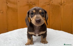 Dachshund dogs for sale: Black & Cream, Chocolate & Cream Dachshund Puppies - Image 12