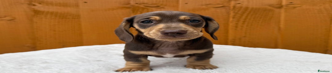 Dachshund Puppy 4