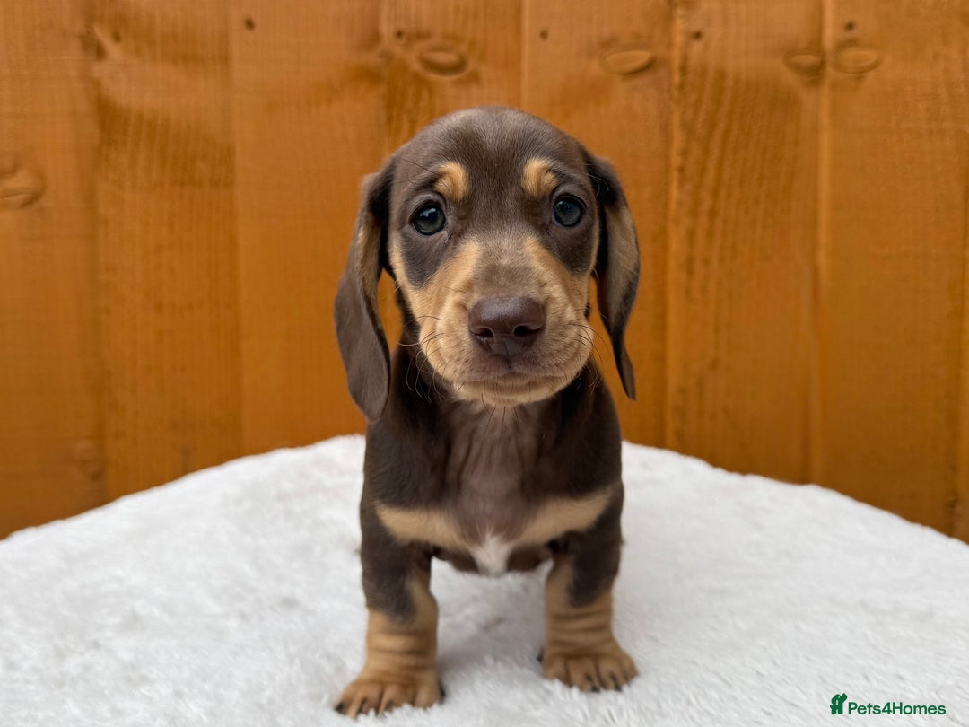 Dachshund dogs for sale: Black & Cream, Chocolate & Cream Dachshund Puppies - Image 12