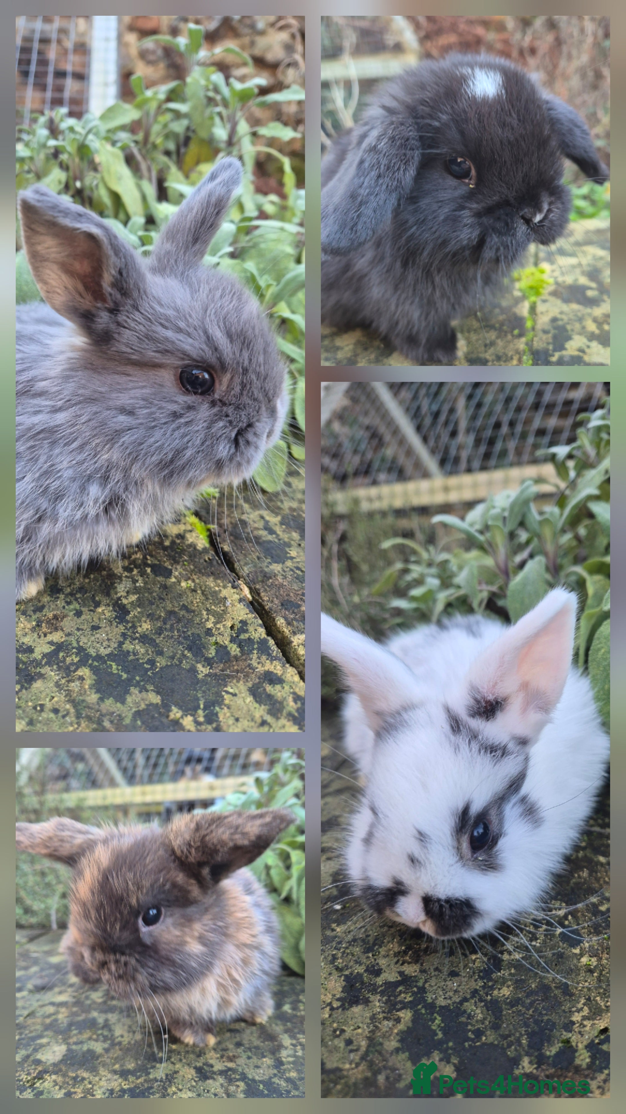 Mini Lop rabbits Mini Lops  - Advert 1