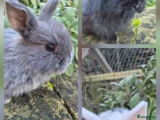 Mini Lop rabbits Mini Lops - Advert 1