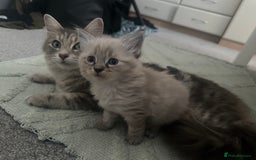 Ragdoll cats for sale: Ragdoll x Maincoone loving babies - Image 7